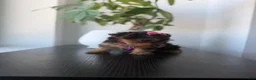 Yorkshire Terrier dogs for sale: Teacup Mya - Ad 2