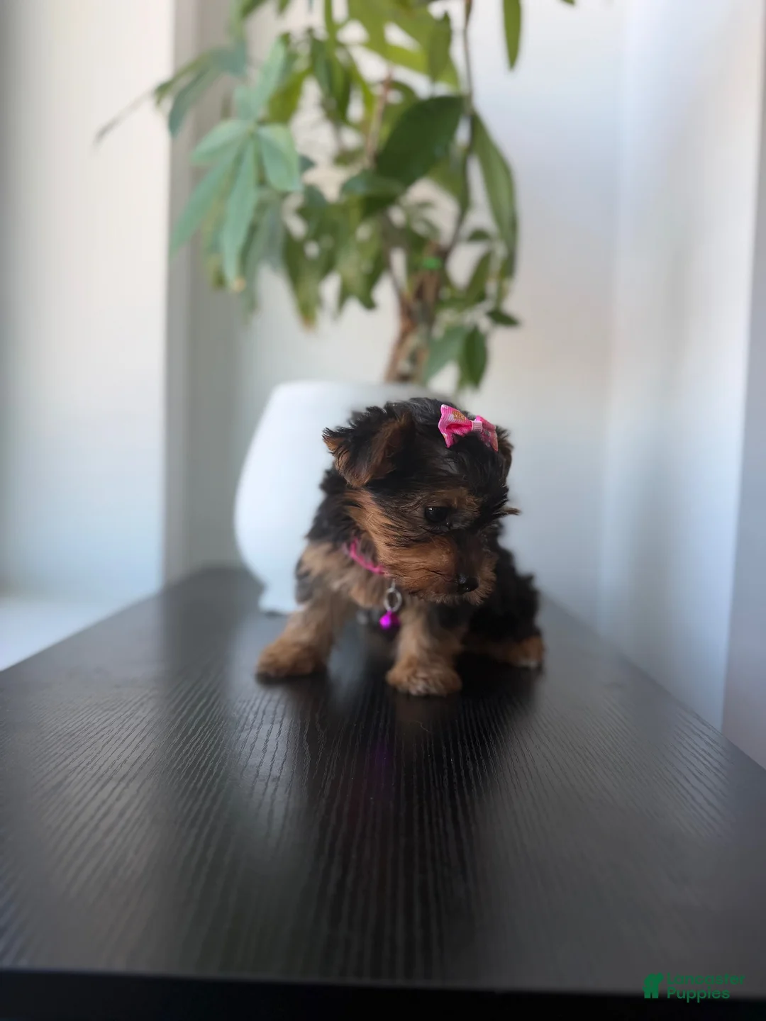 Yorkshire Terrier dogs for sale: Teacup Mya - Ad 2