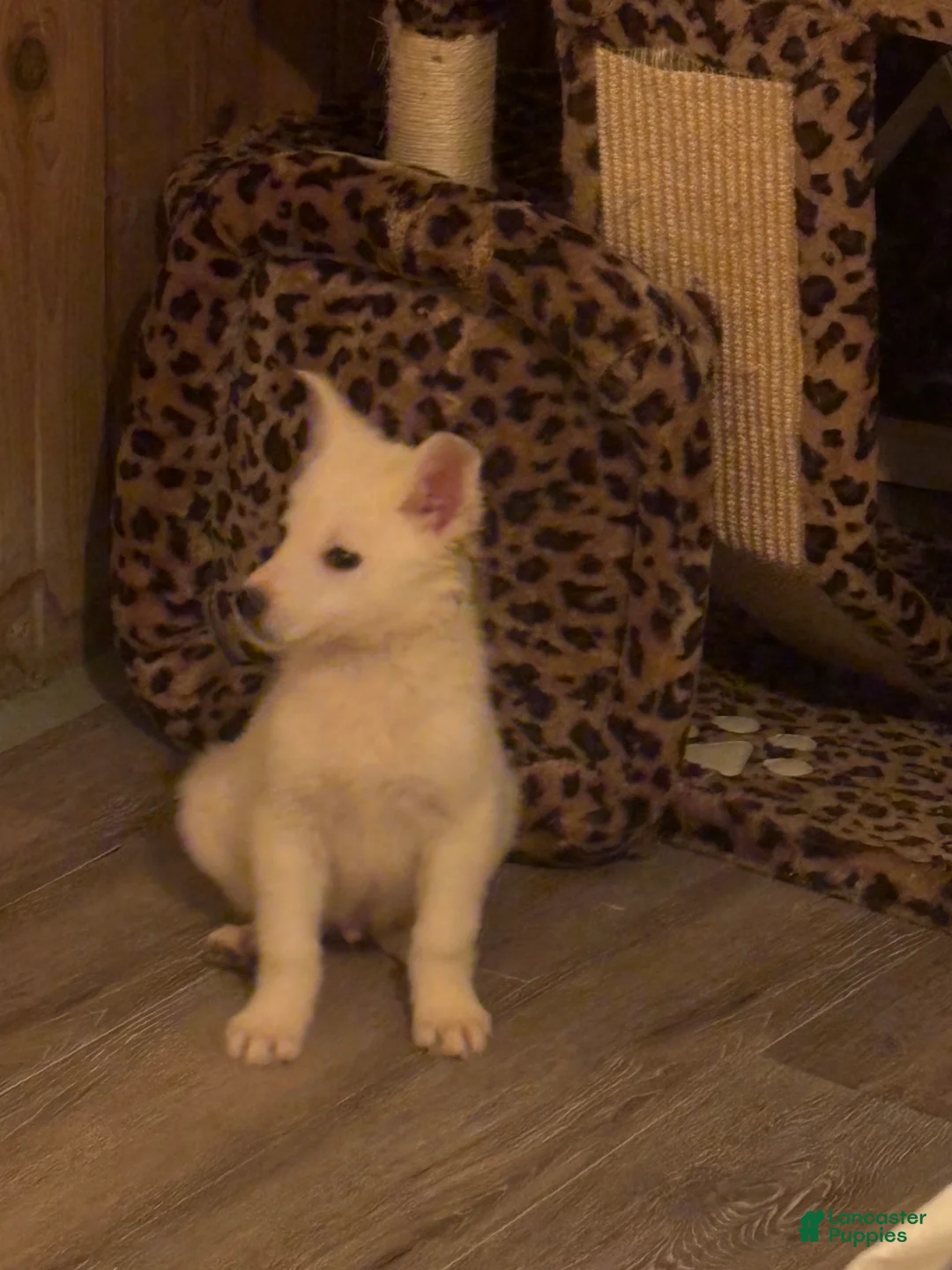 German Shepherd dogs for sale: German Shepherd Puppy 4 - Ad 1