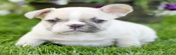French Bulldog dogs for sale: Roscoe  - Ad 3