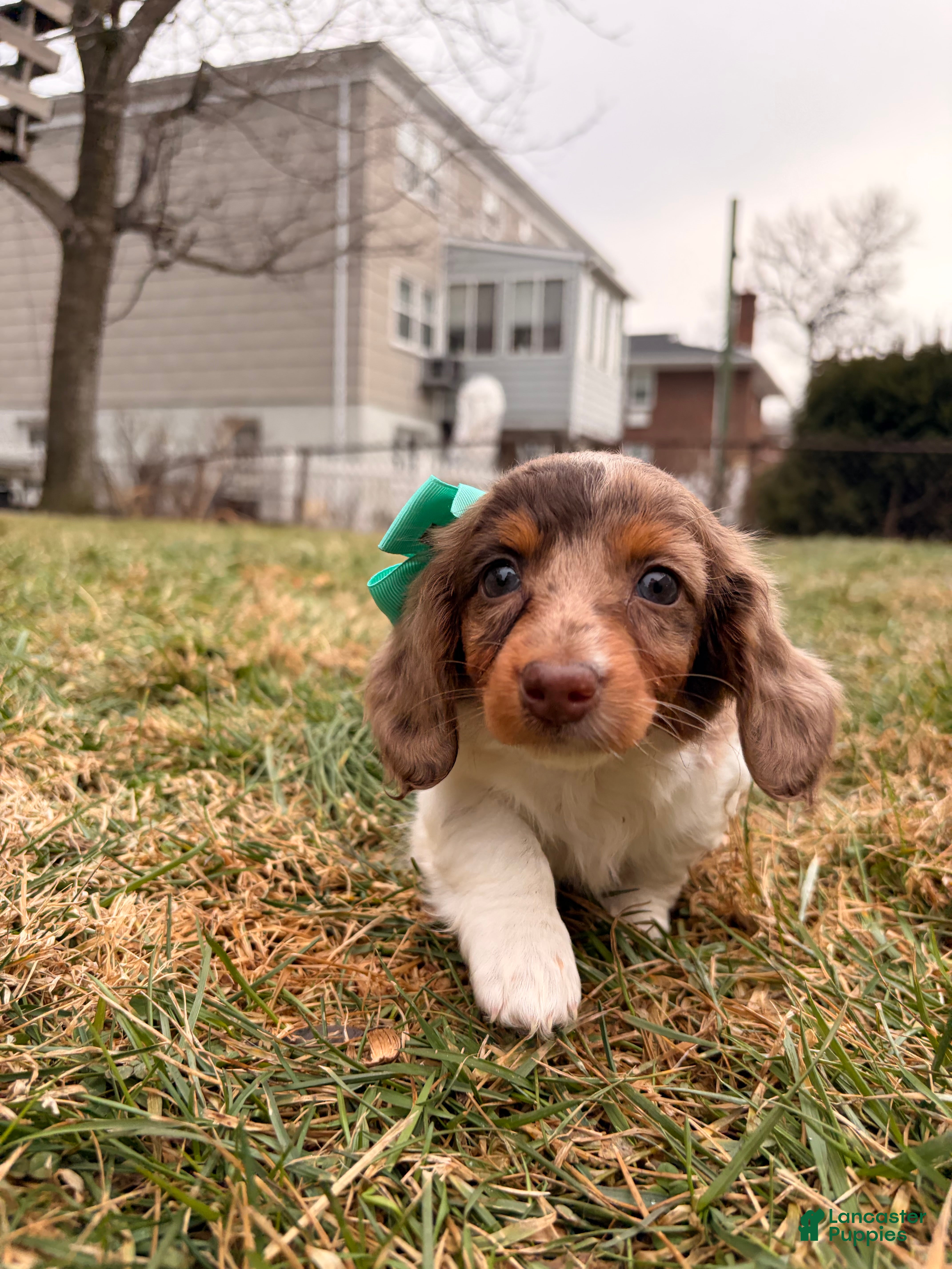 Miniature Dachshund dogs Keke - Ad 1