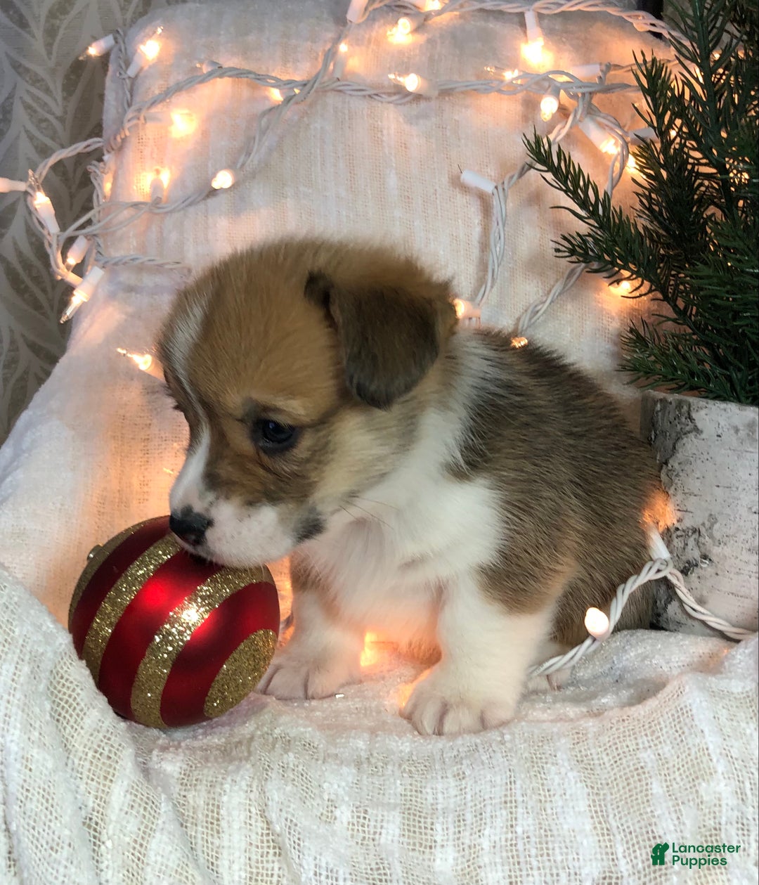 Welsh Corgi Pembroke dogs for sale: Jack - Ad 4