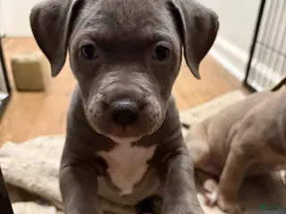 American Bully dogs American bully classic - Ad 37