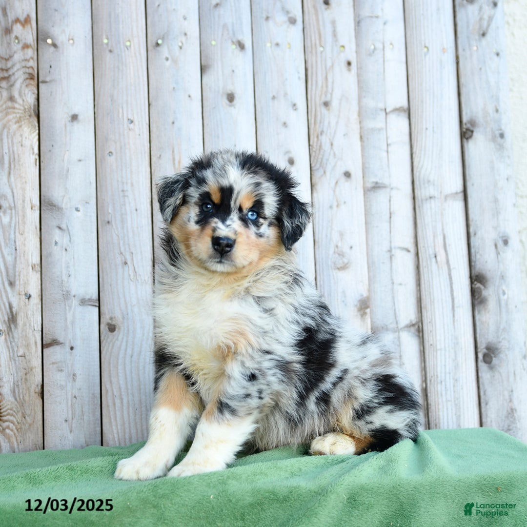 Australian Shepherd dogs for sale: Dustin - Ad 2