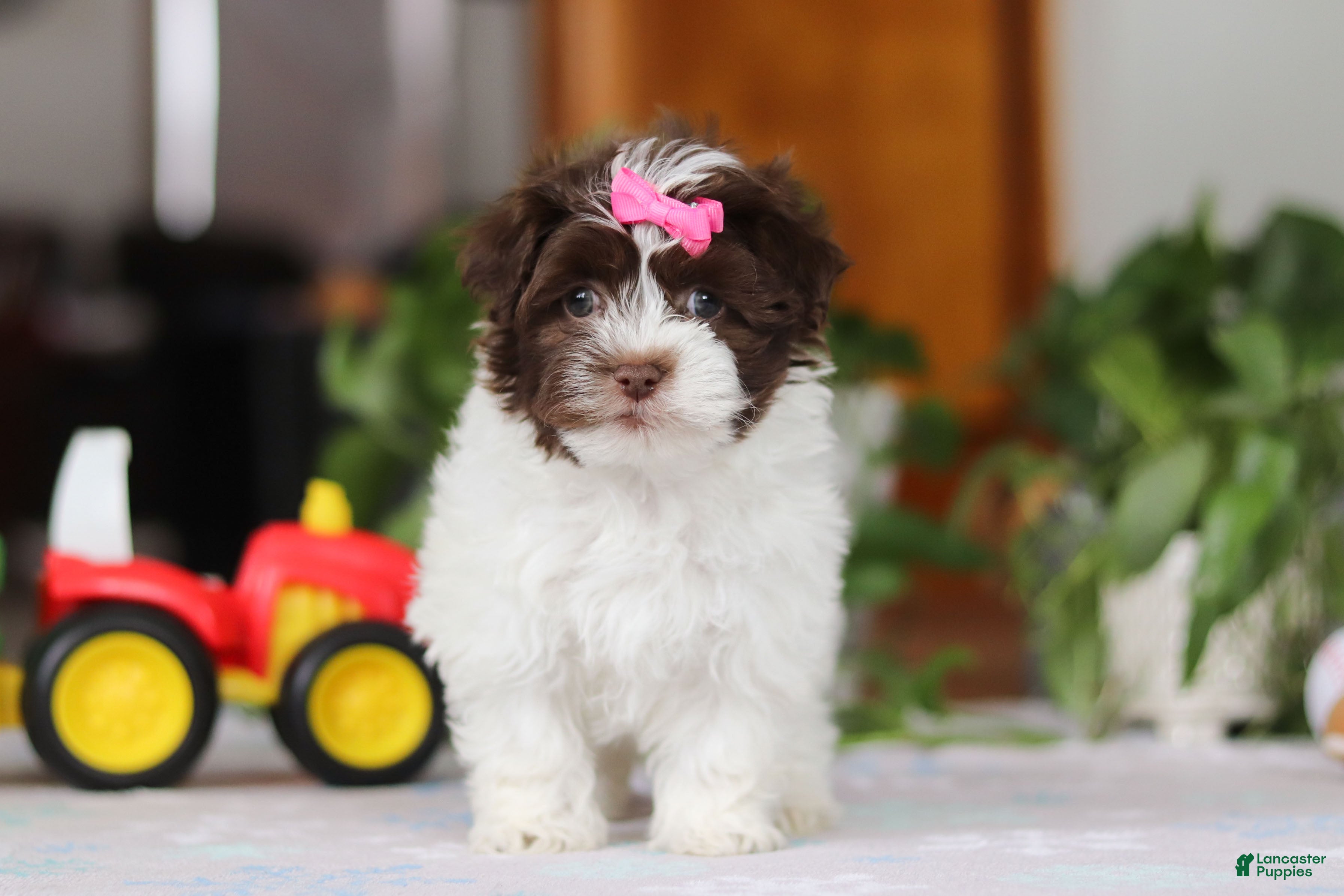 Havanese dogs Violet - Ad 2