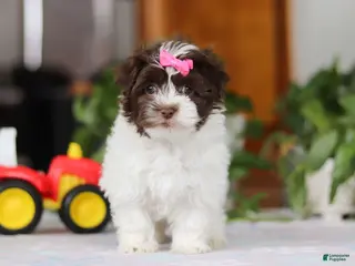 Havanese dogs Violet - Ad 32