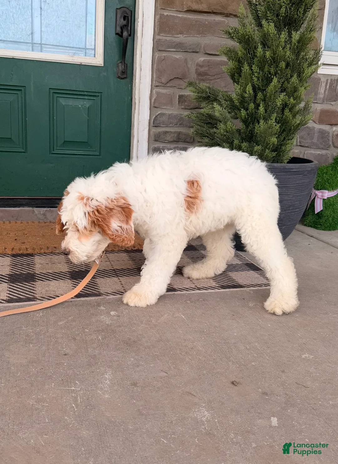 Bernedoodle dogs for sale: Bernedoodle Puppy 1 - Ad 5