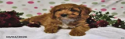 Cavapoo dogs for sale: Pumpkin - Ad 2