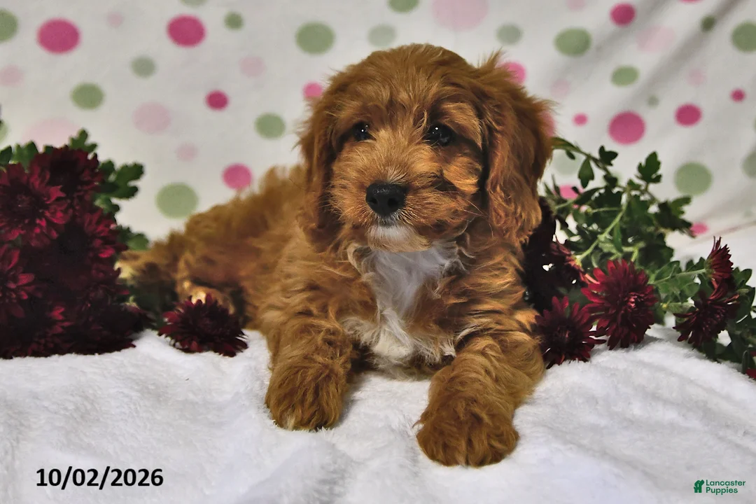 Cavapoo dogs for sale: Pumpkin - Ad 2