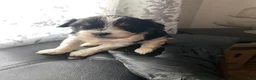 Shih Tzu dogs for sale: Shih Tzu Puppy 2 - Ad 1