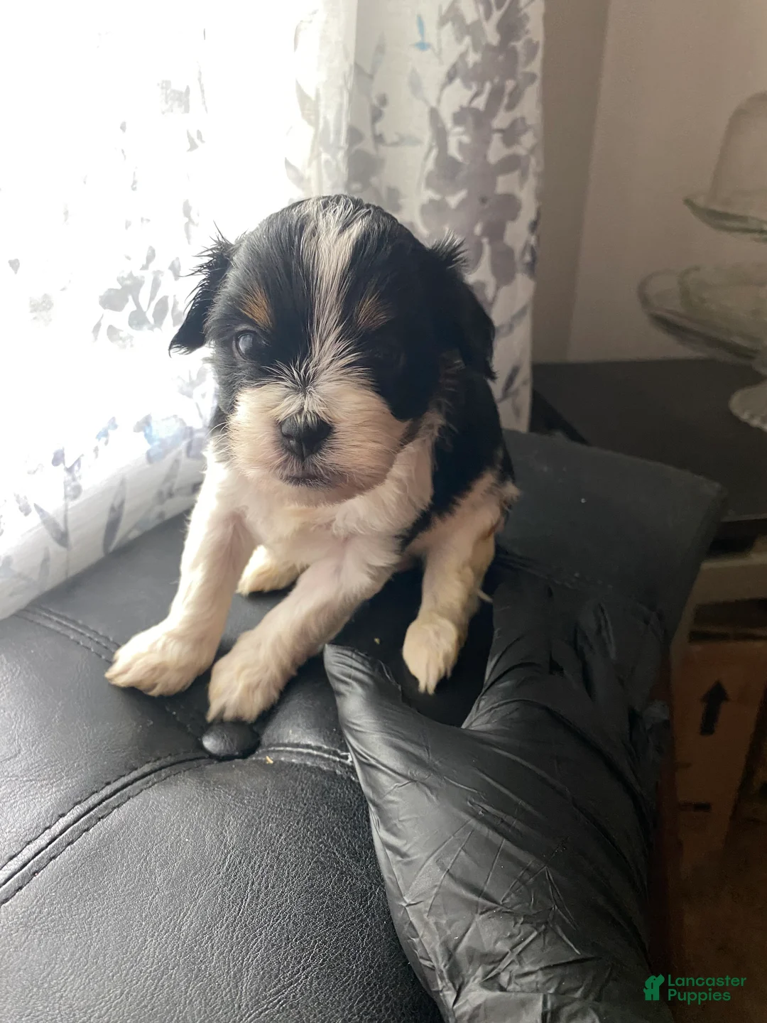 Shih Tzu dogs for sale: Shih Tzu Puppy 2 - Ad 1