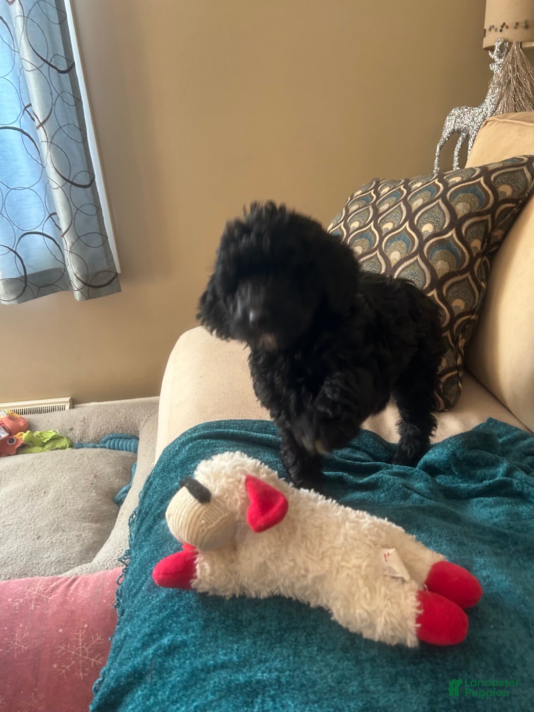 Goldendoodle dogs for sale: Goldendoodle Puppy 2 - Ad 1