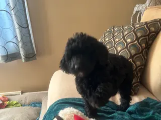 Goldendoodle dogs Goldendoodle Puppy 2 - Ad 35