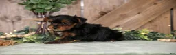 Yorkshire Terrier dogs for sale: Wendy - Ad 3