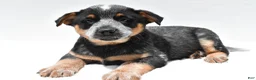 Australian Cattle Dog dogs for sale: Rowdy - Ad 5