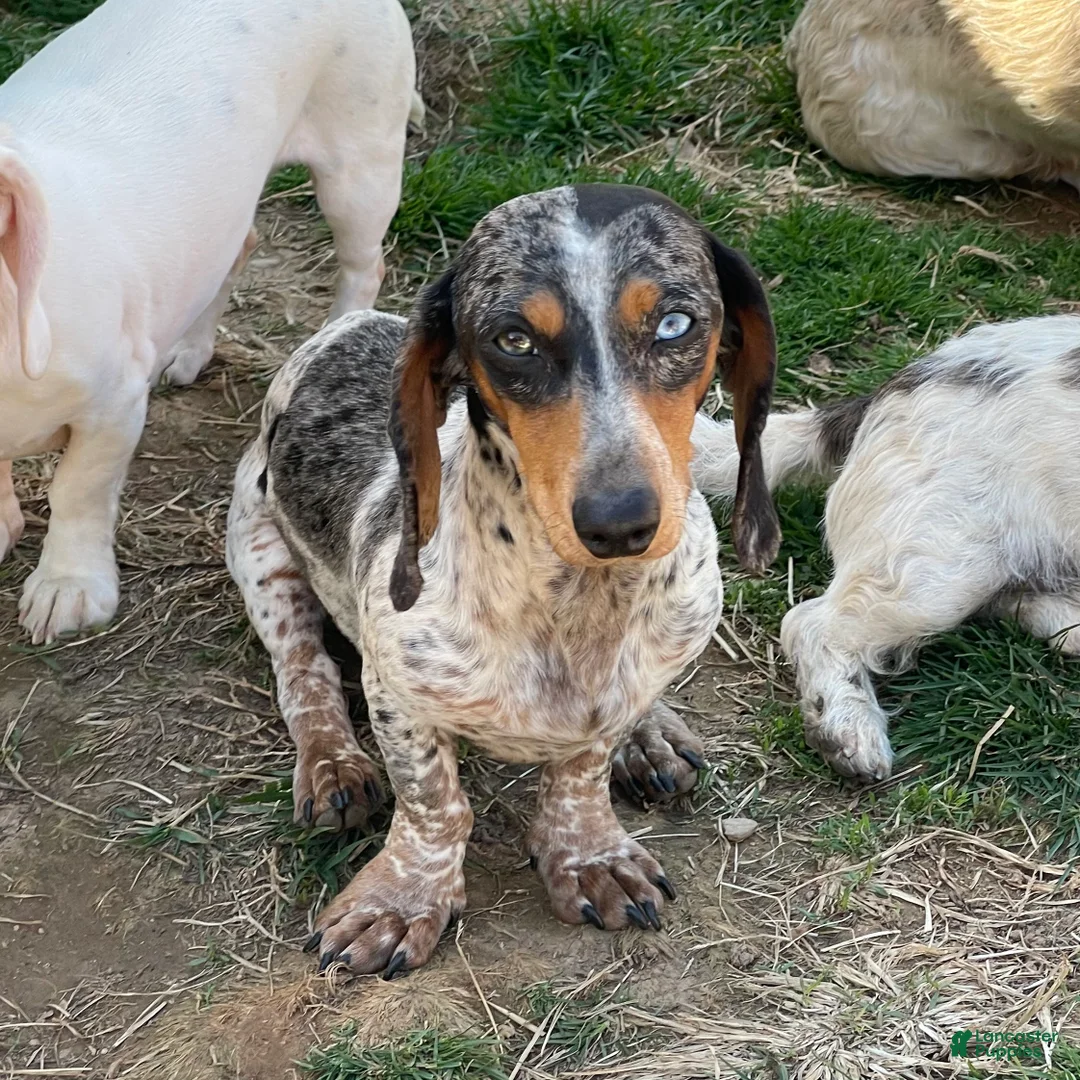 Dachshund dogs for sale: Rocky - Ad 1