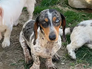 Dachshund dogs Rocky - Ad 37