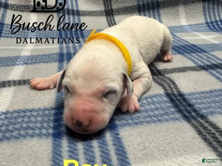 Dalmatian dogs Ray - Ad 9