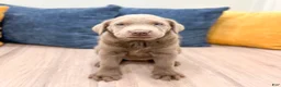 Labrador Retriever dogs for sale: Raine - Ad 1