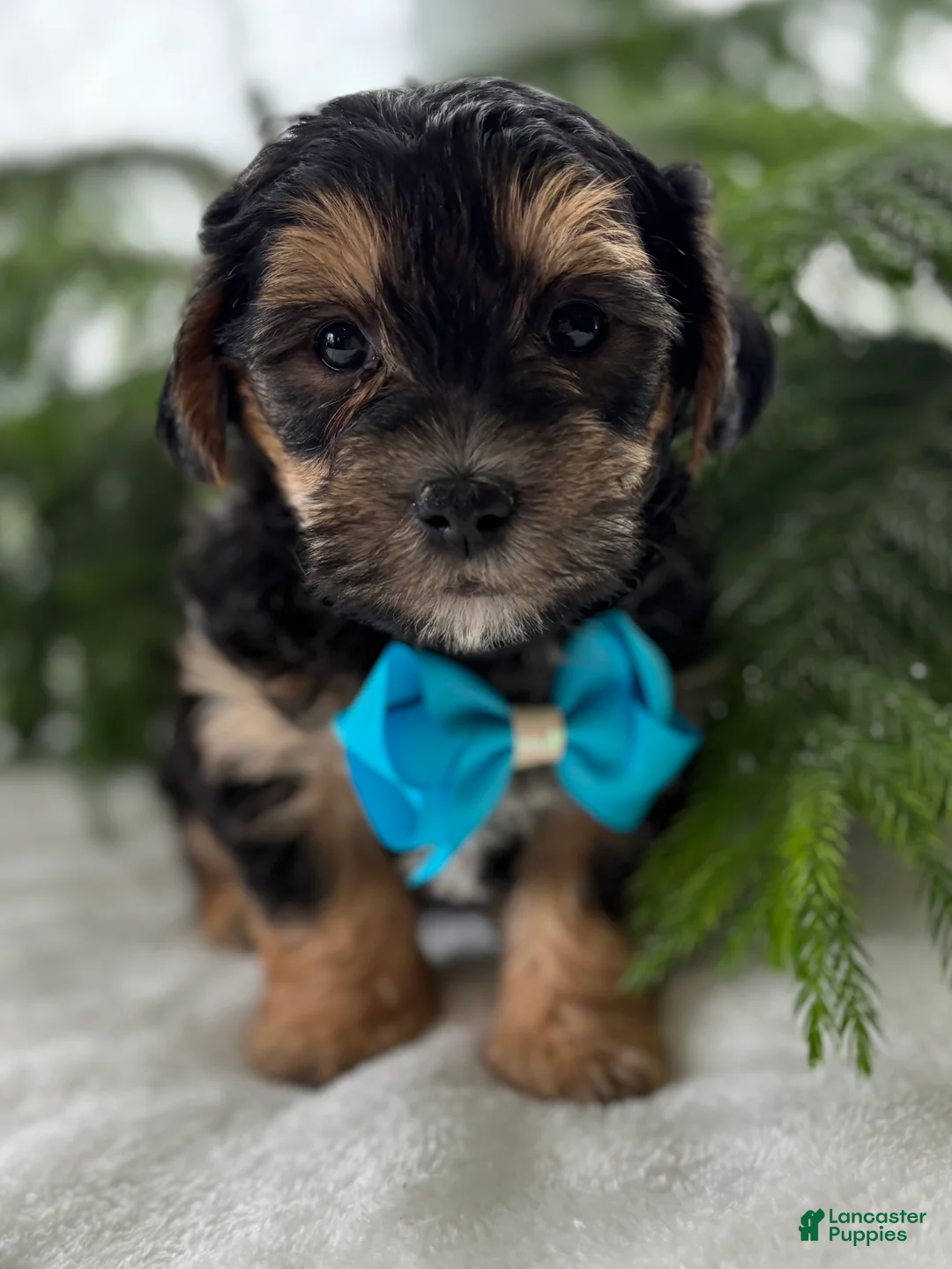 Morkie dogs for sale: Jace - Ad 2