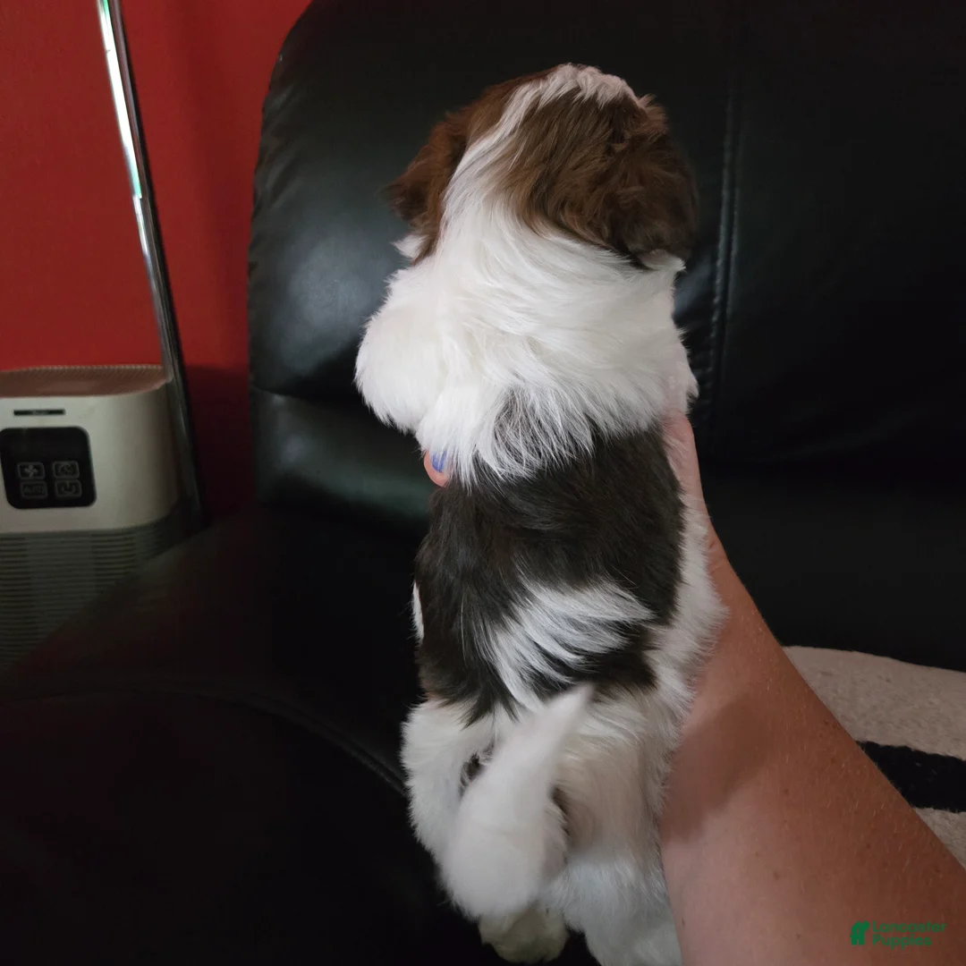 Havanese dogs for sale: Macy - Ad 2