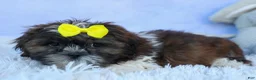 Shih Tzu dogs for sale: RUBBLE - Ad 15
