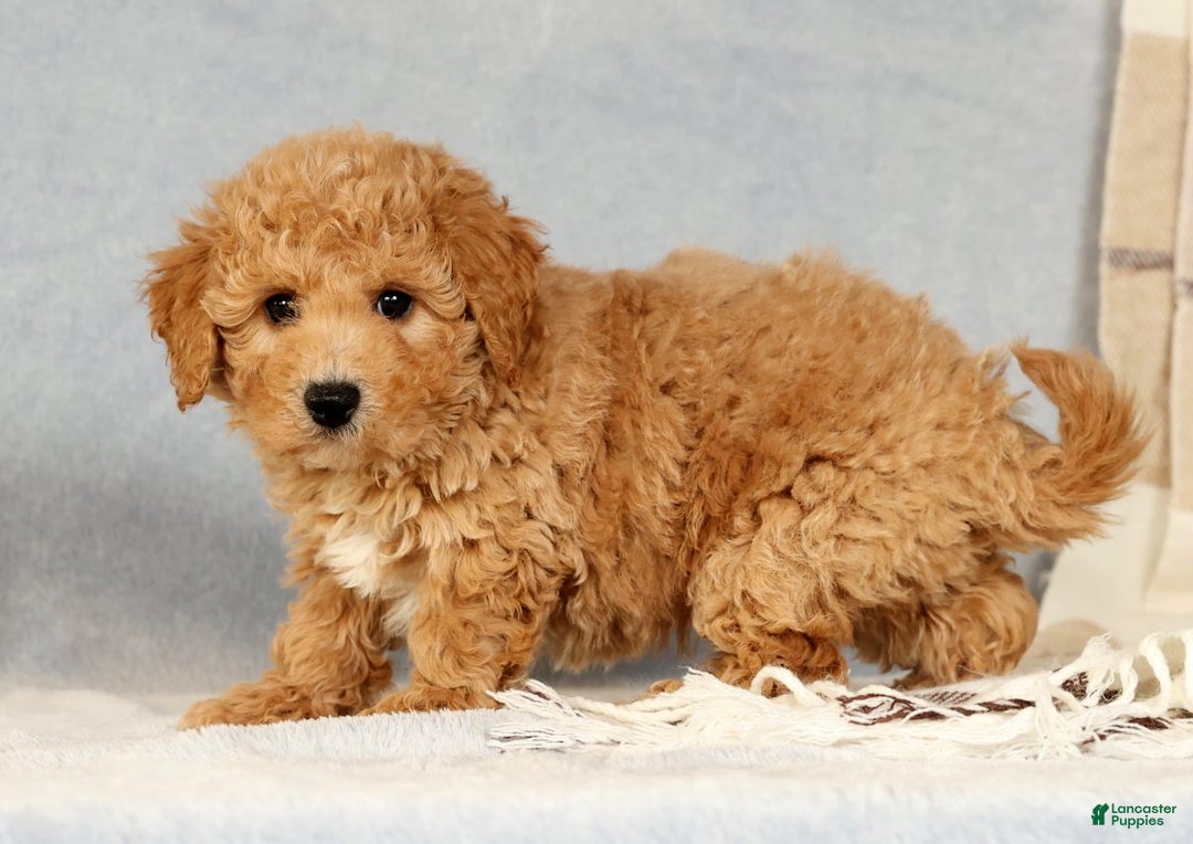 Bichpoo dogs for sale: Chief - Ad 5