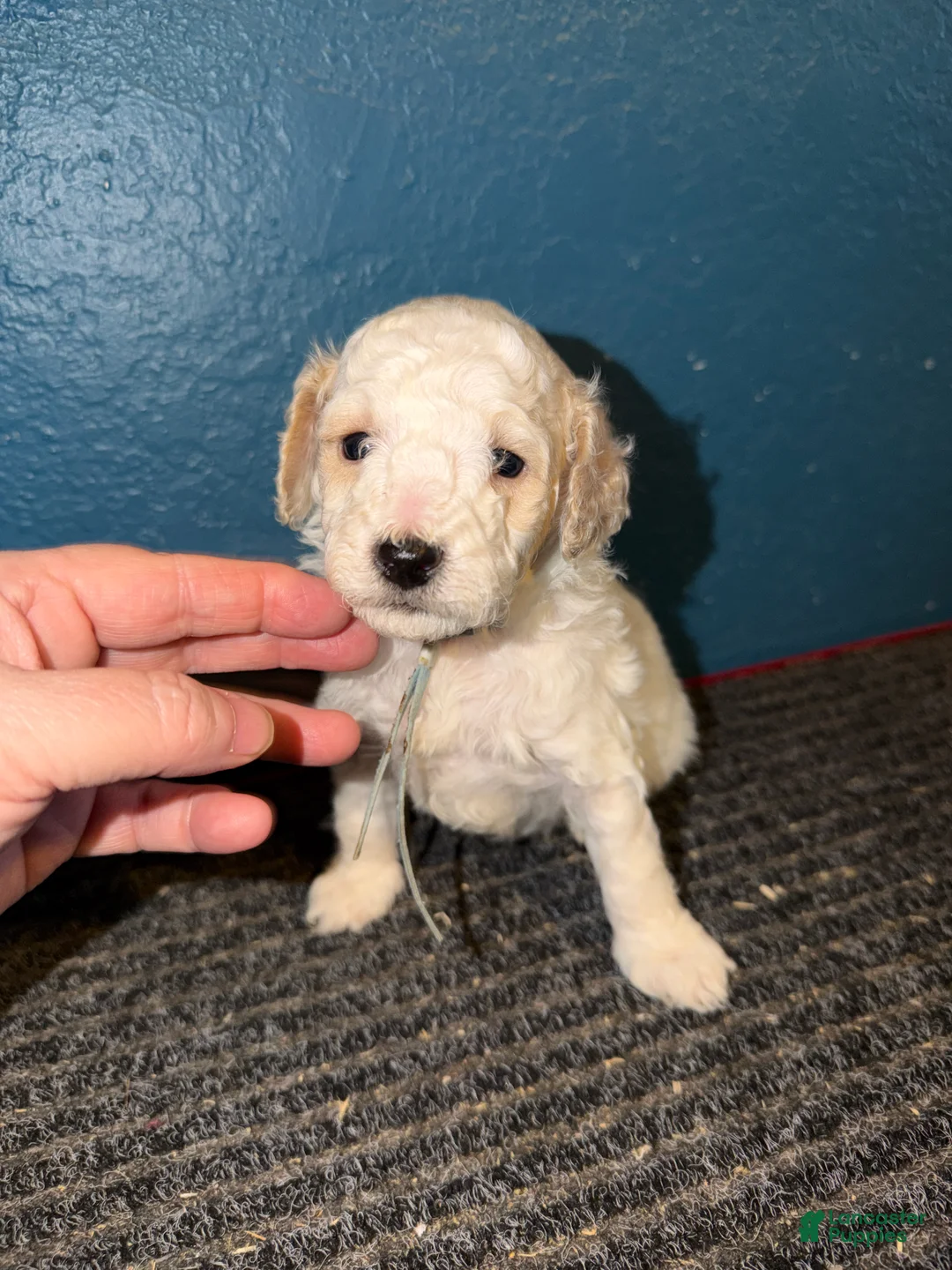 Miniature Poodle dogs for sale: AKC Miniature Poodle Abstract Cream White Male - Ad 2