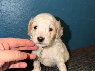 Miniature Poodle dogs AKC Miniature Poodle Abstract Cream White Male - Ad 32