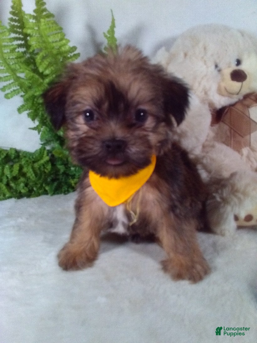 Shorkie dogs Grant - Ad 1