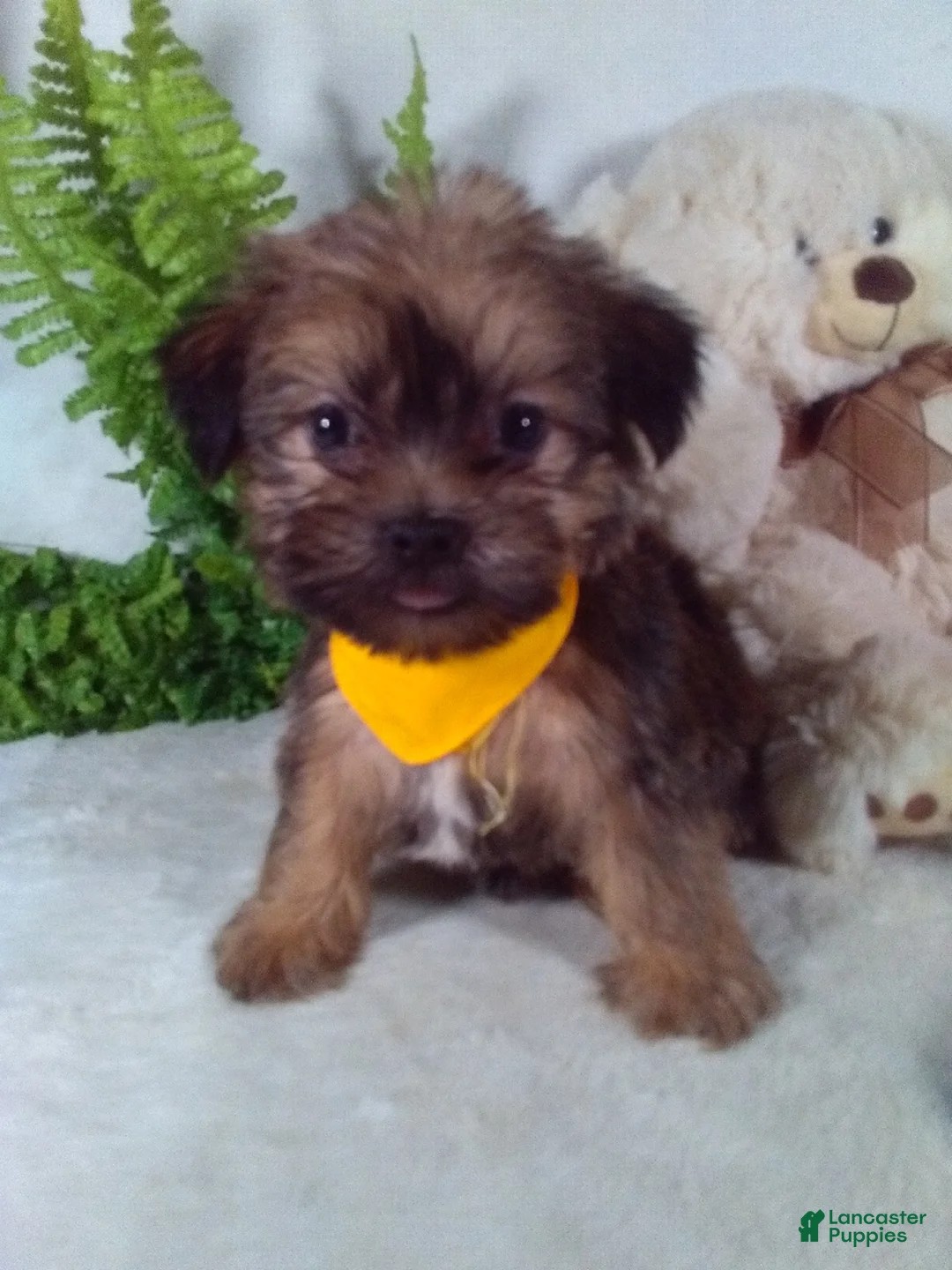 Shorkie dogs for sale: Grant - Ad 1