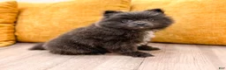 Pomeranian dogs for sale: Muffin - Ad 3
