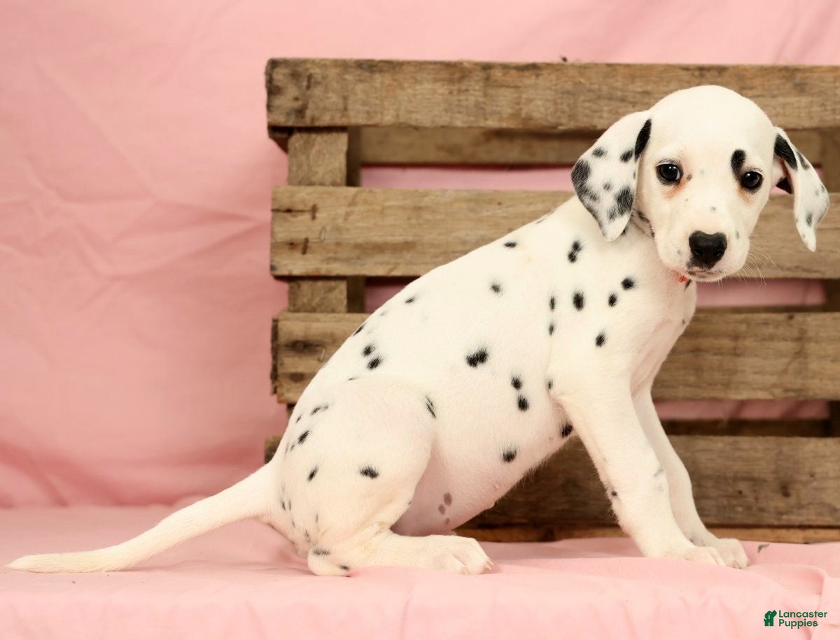 Dalmatian dogs Tulip - Ad 2