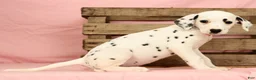 Dalmatian dogs for sale: Tulip - Ad 2