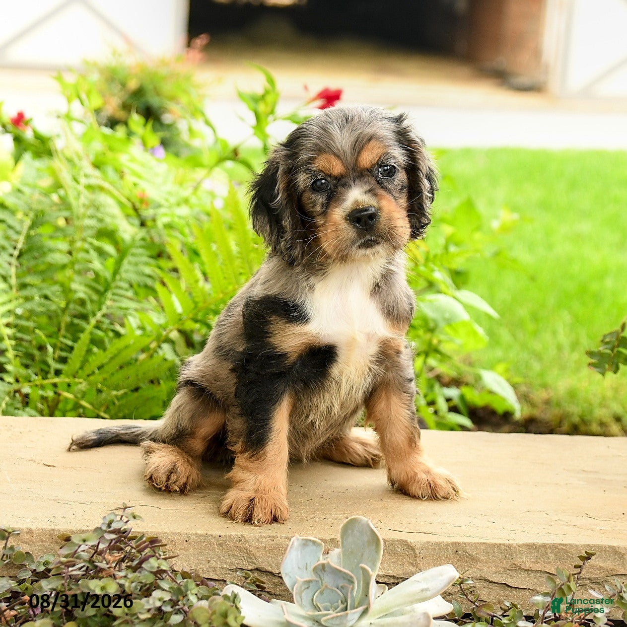 English Cocker Spaniel dogs Layla - Ad 2