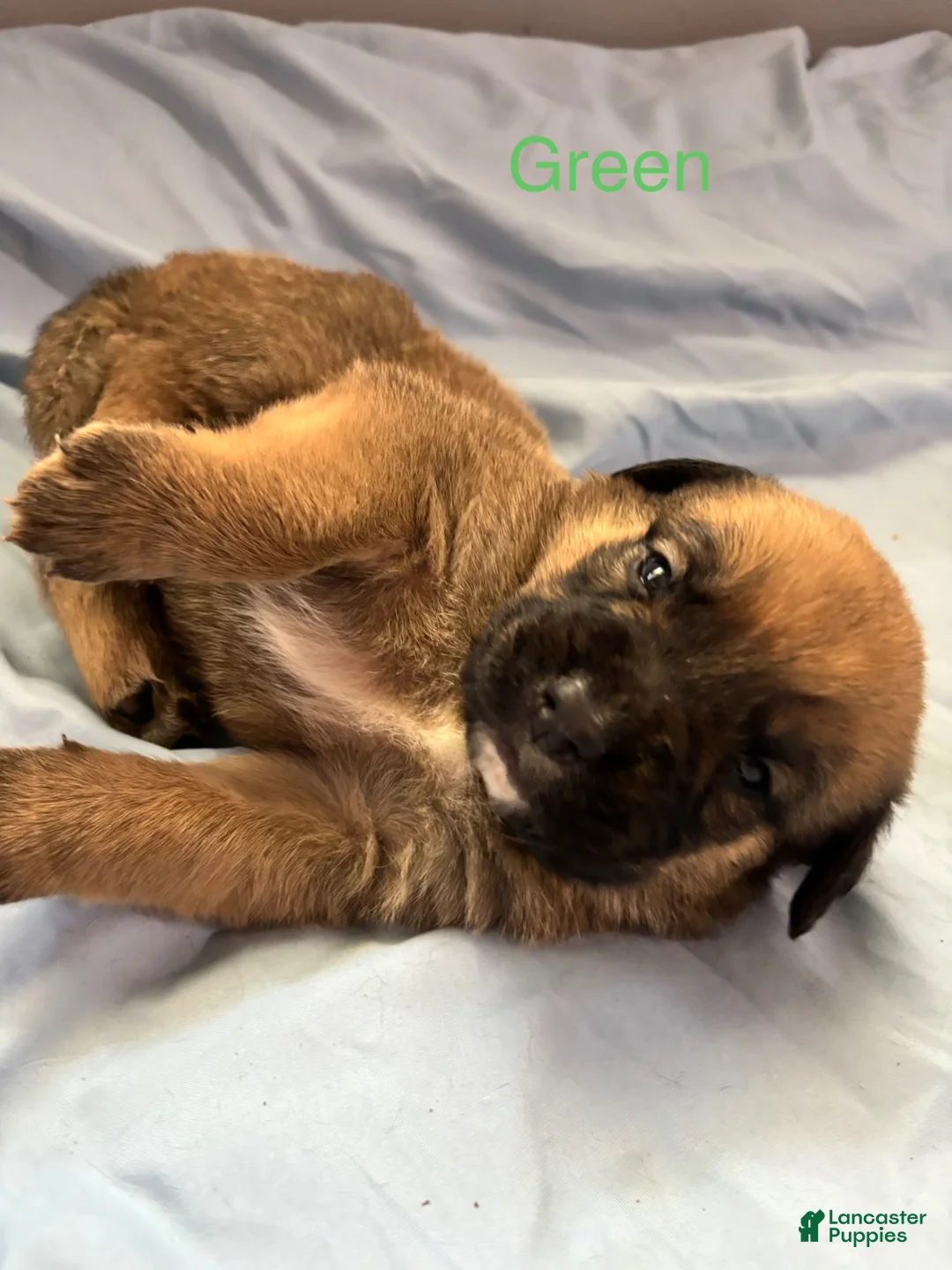English Mastiff dogs for sale: Green - Ad 1