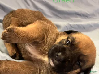 English Mastiff dogs Green - Ad 10