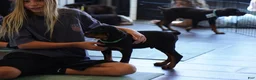 Rottweiler dogs for sale: Vermithor - Ad 14
