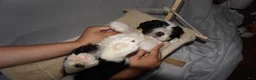 Mixed Breed dogs for sale: Osita/Little Bear - Ad 6