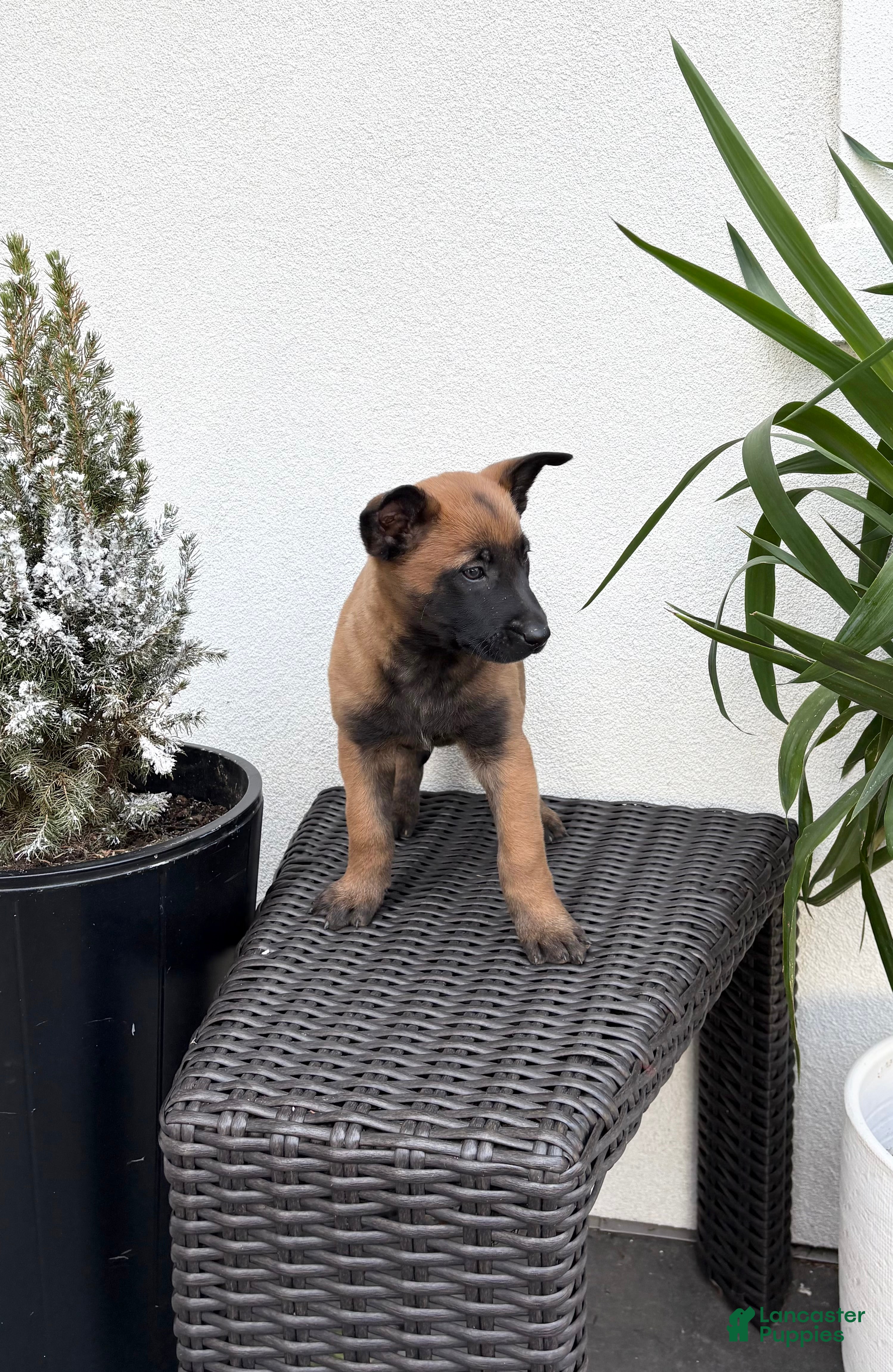 Belgian Malinois dogs Belgian Malinois Puppy (Mavis) - Ad 2