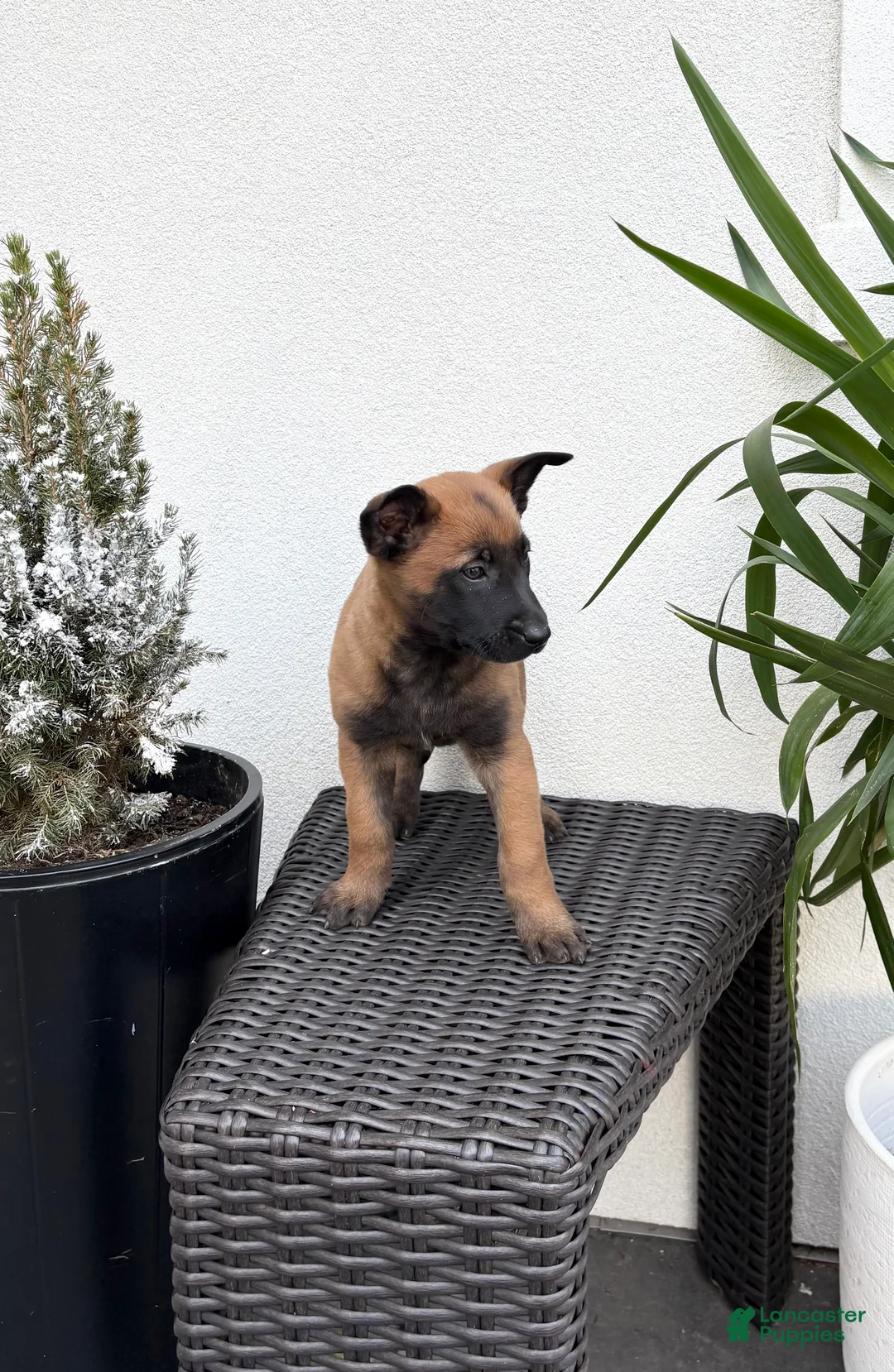 Belgian Malinois dogs for sale: Belgian Malinois Puppy (Mavis) - Ad 2