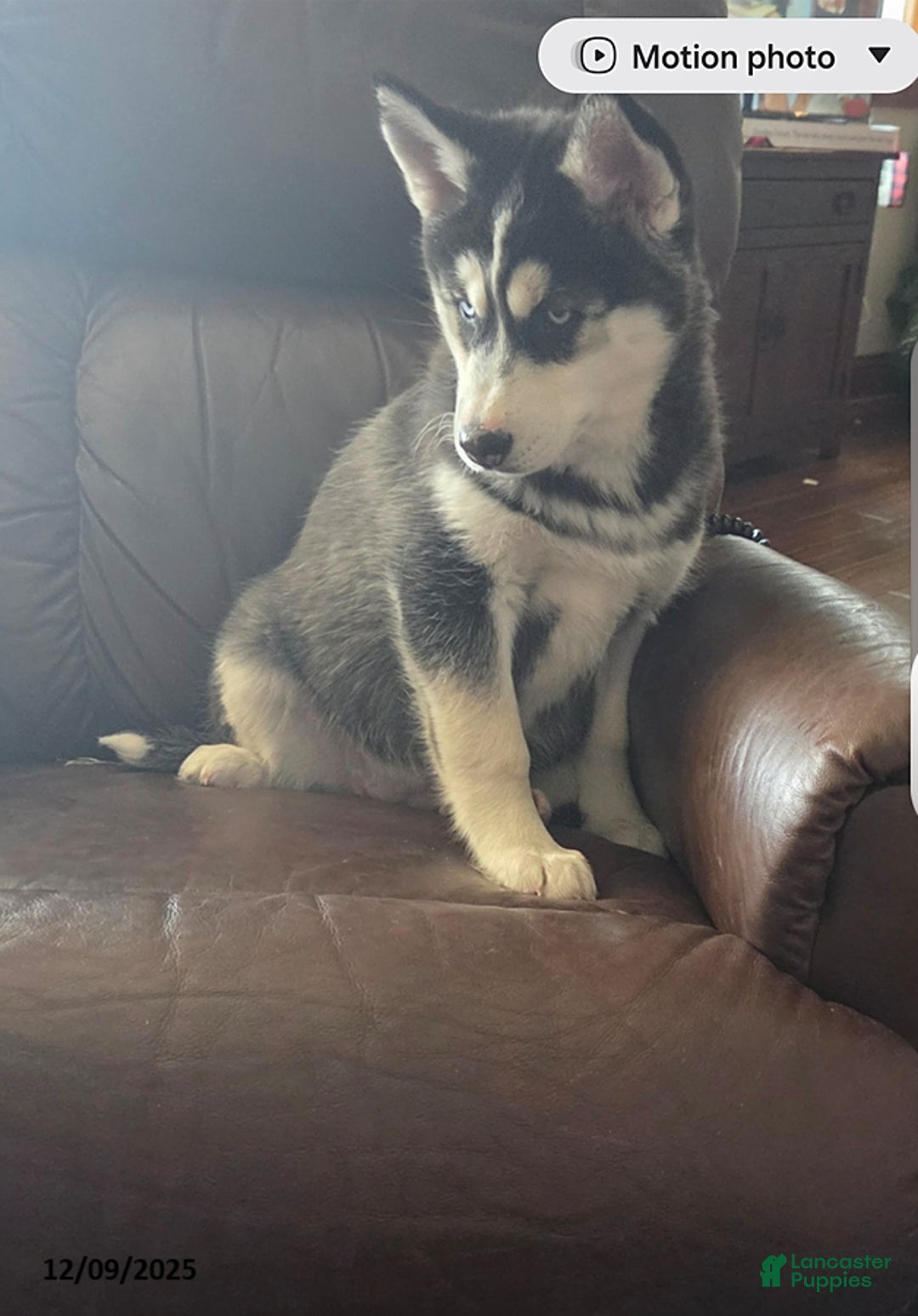 Siberian Husky dogs for sale: Valerie - Ad 2