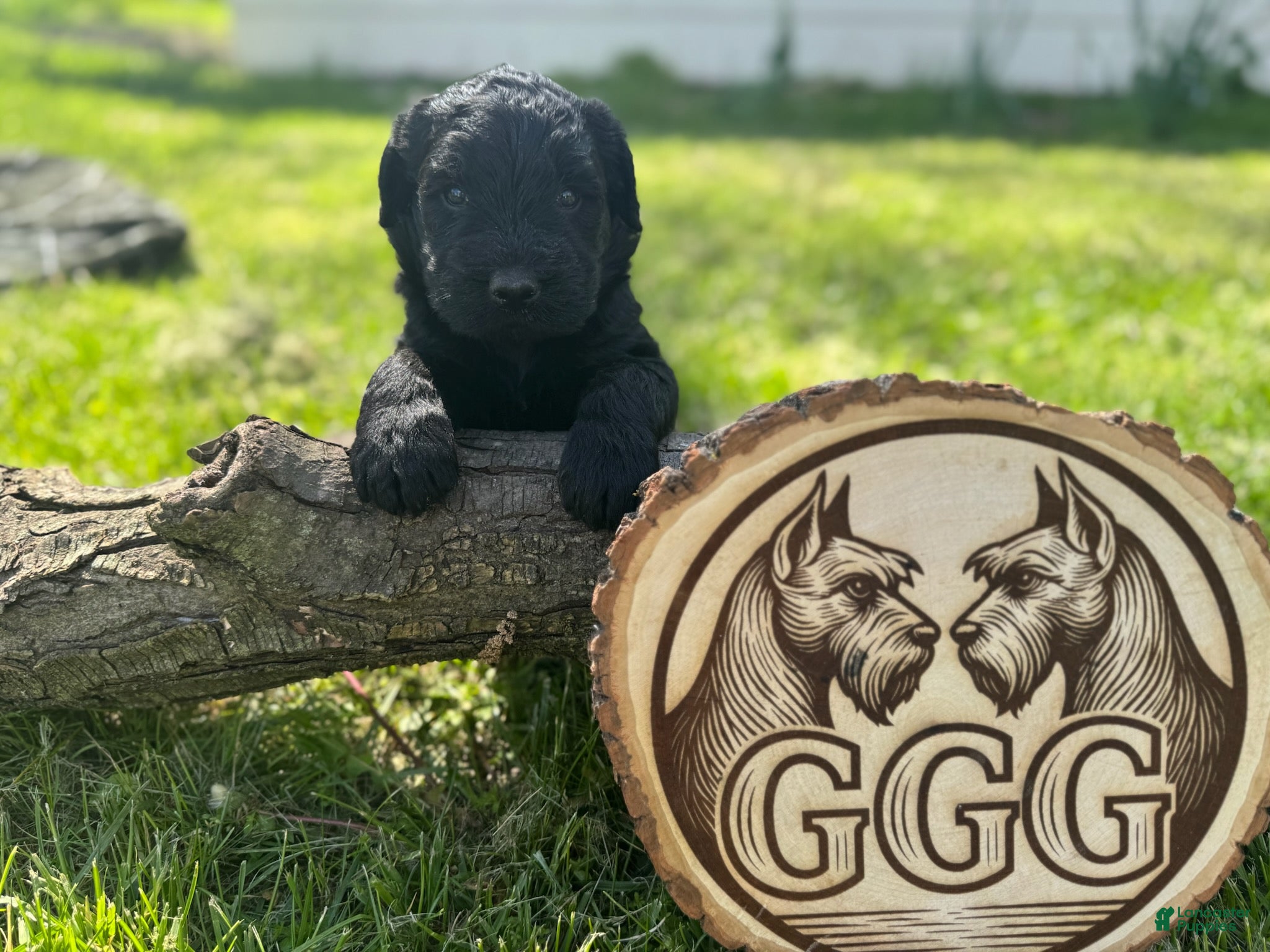 Giant Schnauzer dogs Ruby - Ad 3