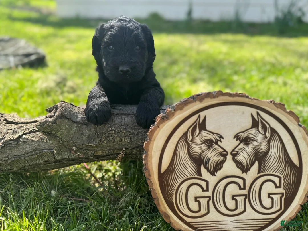 Giant Schnauzer dogs for sale: Ruby - Ad 1