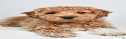 Bichpoo dogs for sale: Sophie - Ad 10