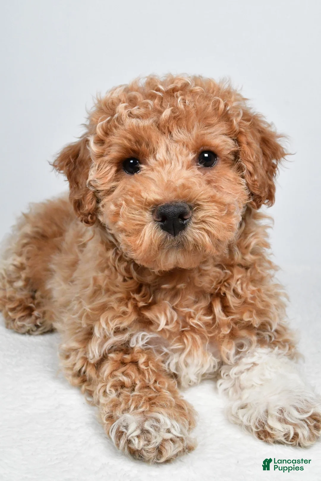 Bichpoo dogs for sale: Sophie - Ad 10