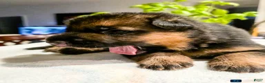 German Shepherd Puppy 9