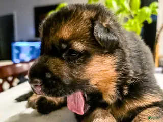 German Shepherd dogs for sale: German Shepherd Puppy 9 - Ad 1