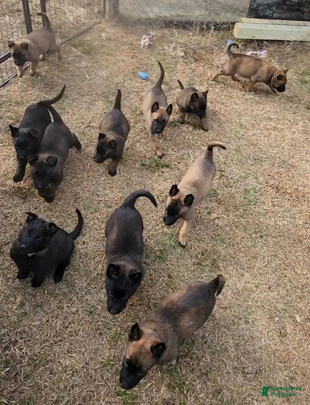 Belgian Malinois dogs for sale: Belgian Malinois 2 - Ad 1