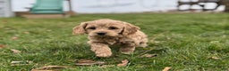 Cockapoo dogs for sale: Luna - Ad 2